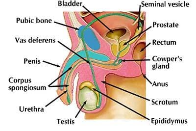 The Male G-Spot - Understanding the Prostate Gland