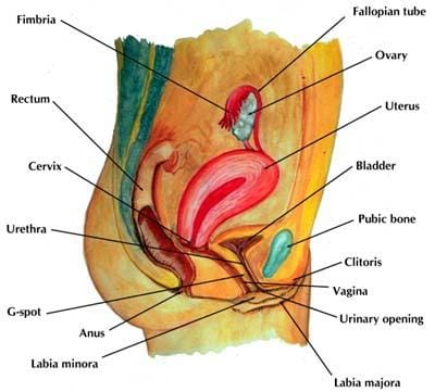 Your Female Reproductive System Explained